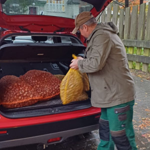 Vyhodnocení sběru kaštanů a žaludů